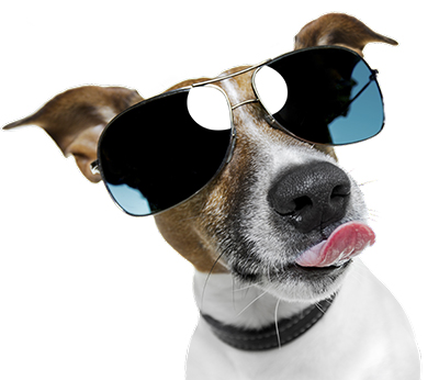 Dog wearing sunglasses and tongue out